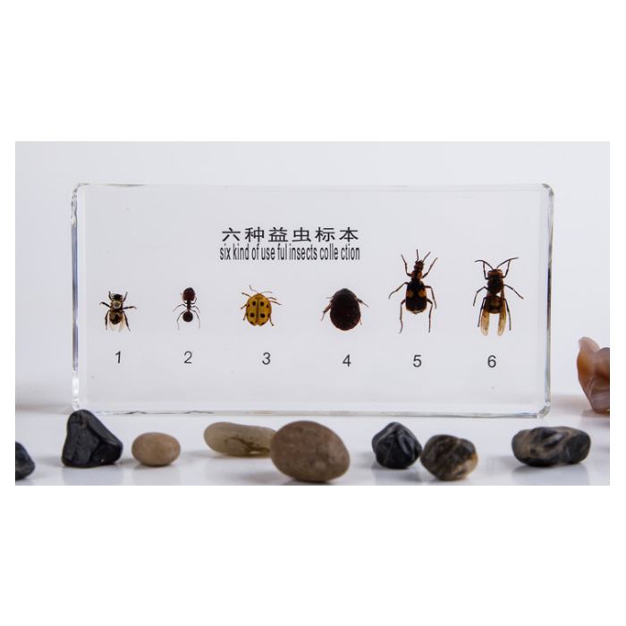 ���N���x�˱�