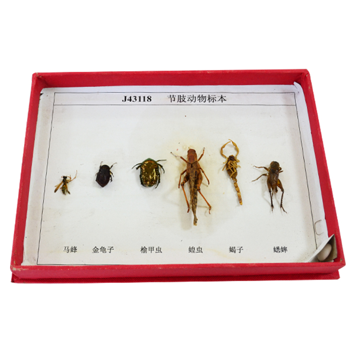 43118��֫����˱�