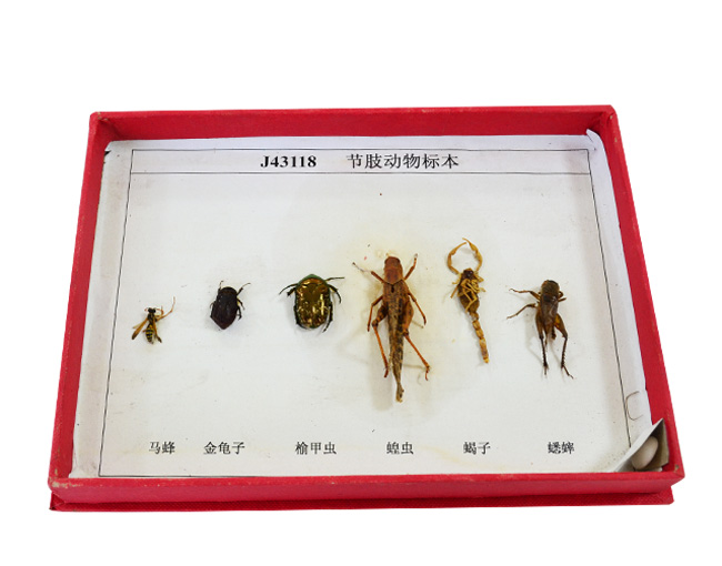 43118��֫����˱�