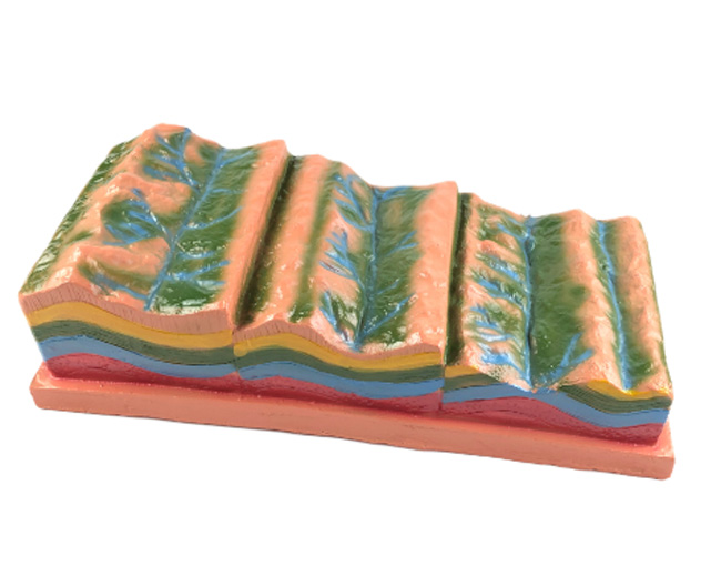 �ް����켰���ò��׃ģ��