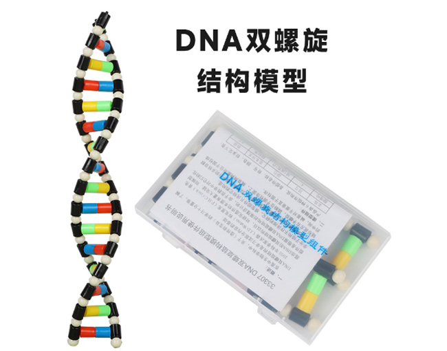 33307DNA�p�����Y(ji��)��(g��u)ģ�ͽM��