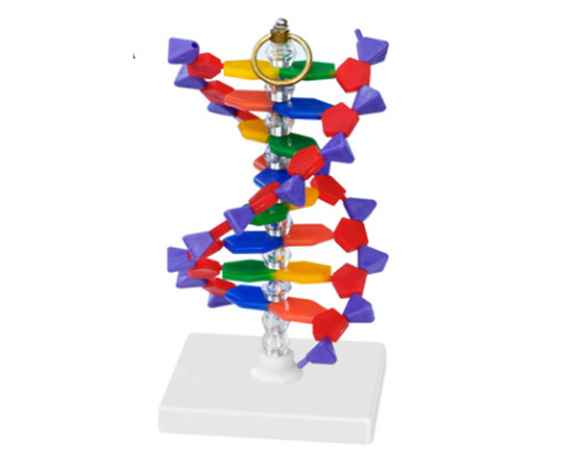 33306DNA�Y(ji��)��(g��u)ģ��
