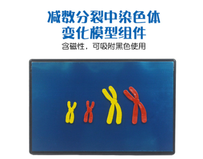 33305�p��(sh��)������Ⱦɫ�w׃��ģ�ͽM��